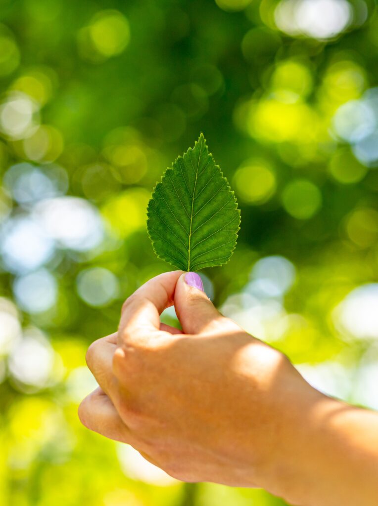 green birch leaf in female hands on a blurred green background.