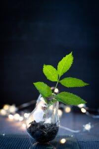plant 5740098 corsadoart